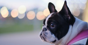 best dog wheelchair