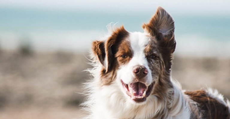 A New Generation of Healthy Treats: Can Dogs Eat Watermelons?