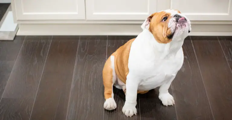 My Dog is Begging! How To Deal With Begging Dogs