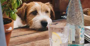 iced water for dog