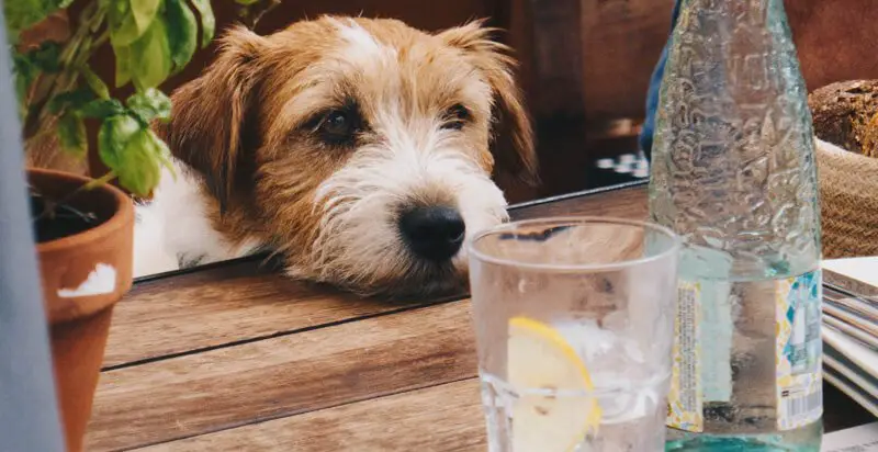 is it ok to give a dog a bath in cold water