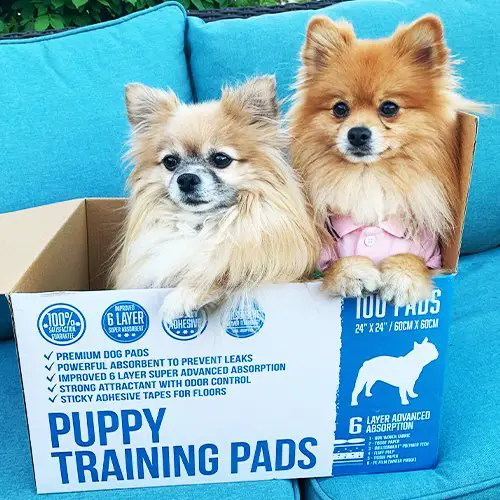 Premium Pet Training Pads XL 3 pp customer images 0010 IMG 3411