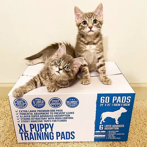 Premium Pet Training Pads with Adhesive Tabs | Bulldogology