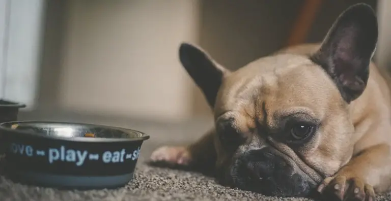 Best Dog Food For Shedding – 7 Top Brand And Tips On How To Help Reduce Dog Shedding