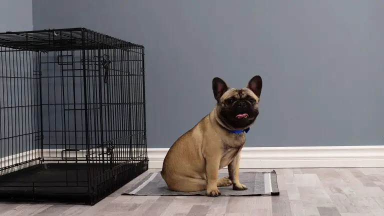 9 Happy Reasons To Invest In Puppy Pee Pads