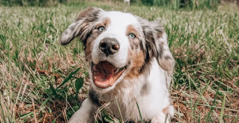 Know the Five Benefits of Wheelchairs for Dogs