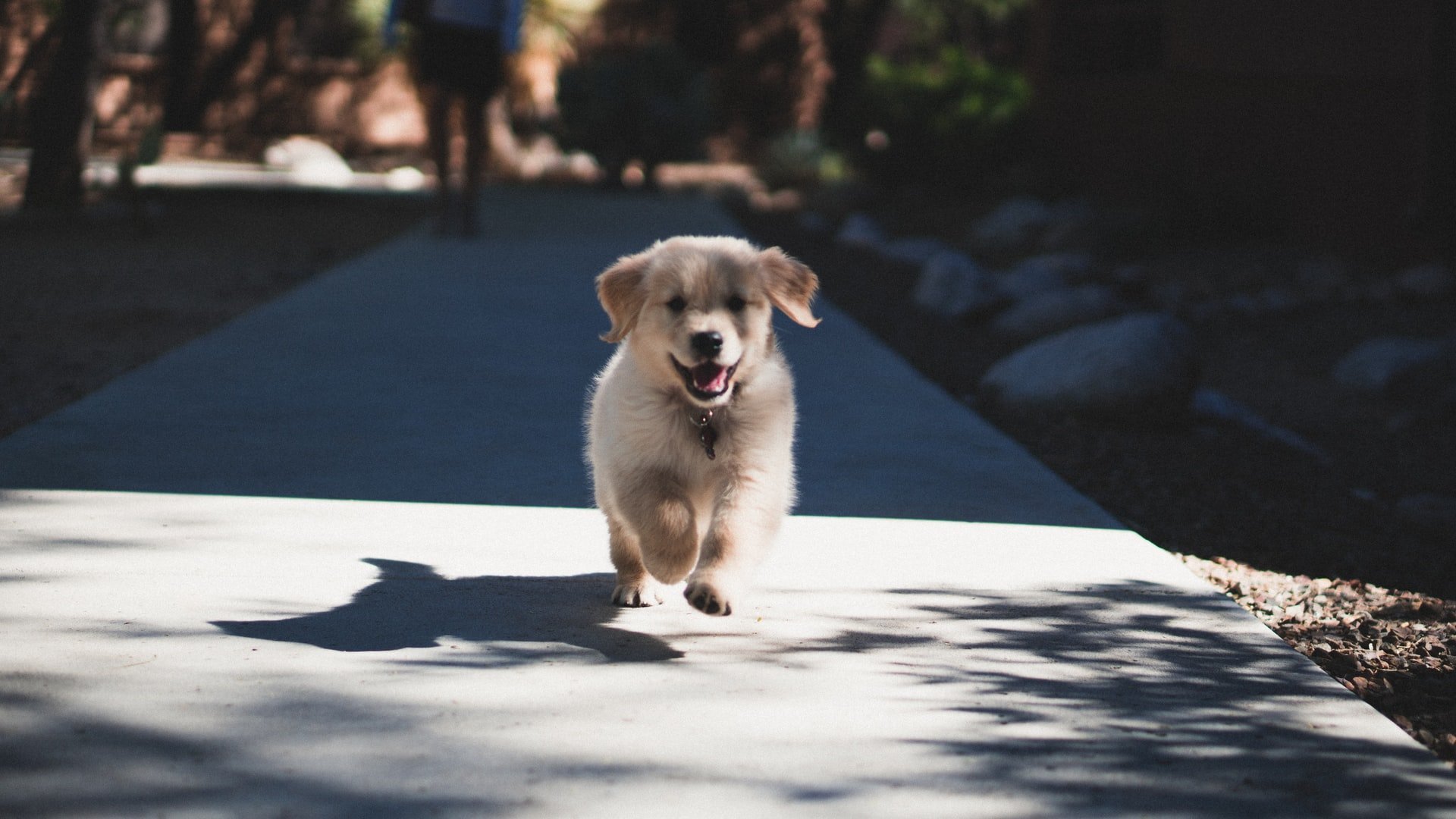 how to potty train a stubborn puppy