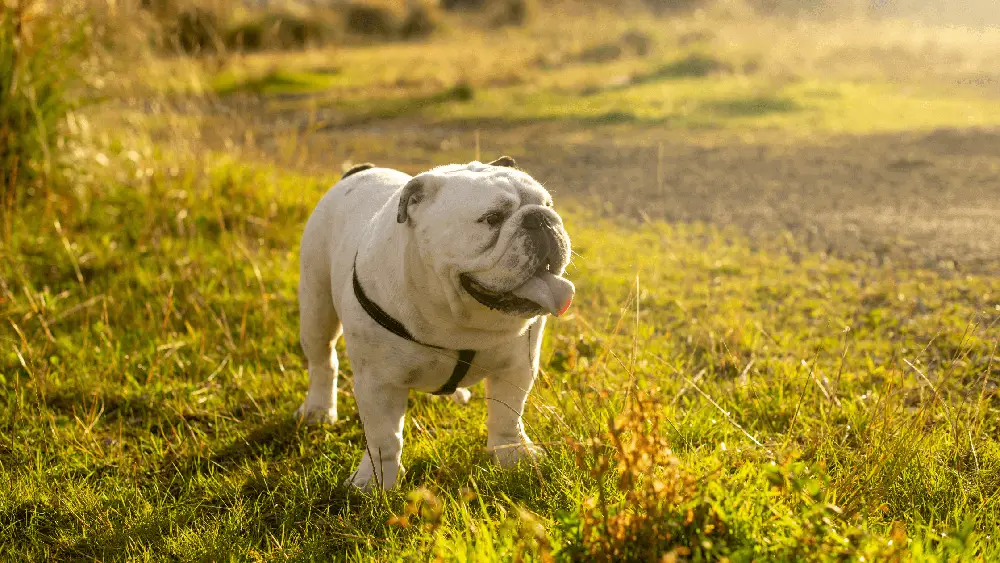 Bulldog Food Bowls