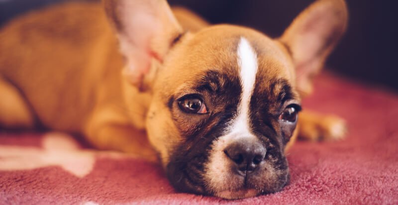 how long can a 3 month old puppy hold its bladder