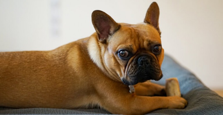 11 Best Dog Ear Cleaner Reviews – Things You Need To Know