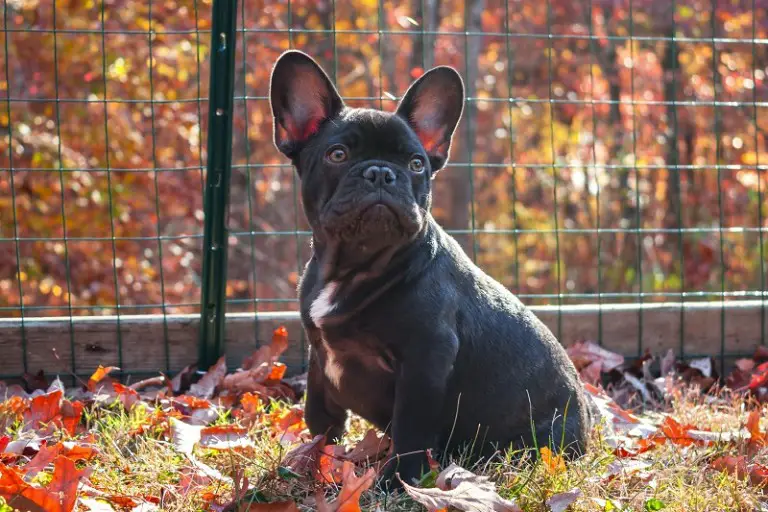 When Should French Bulldog Potty Training Begin?