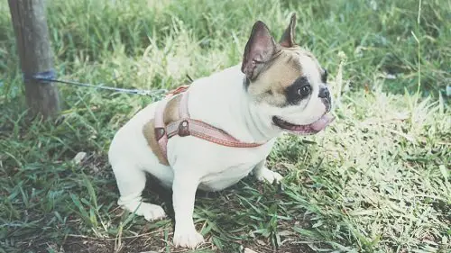 French bulldog potty training schedule