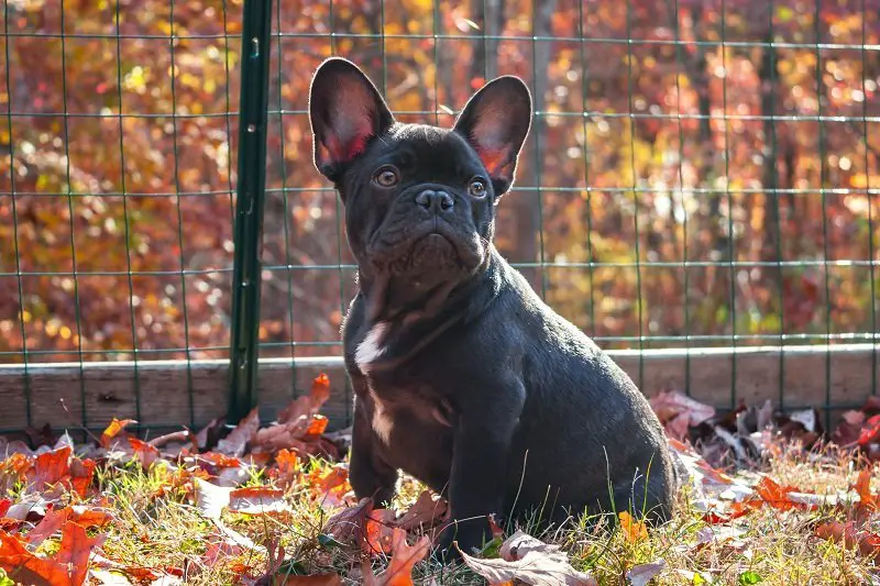 French bulldog potty training