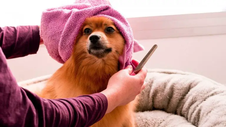 Top 9 Dry Shampoo for Dogs: How It Works and What You Need to Know