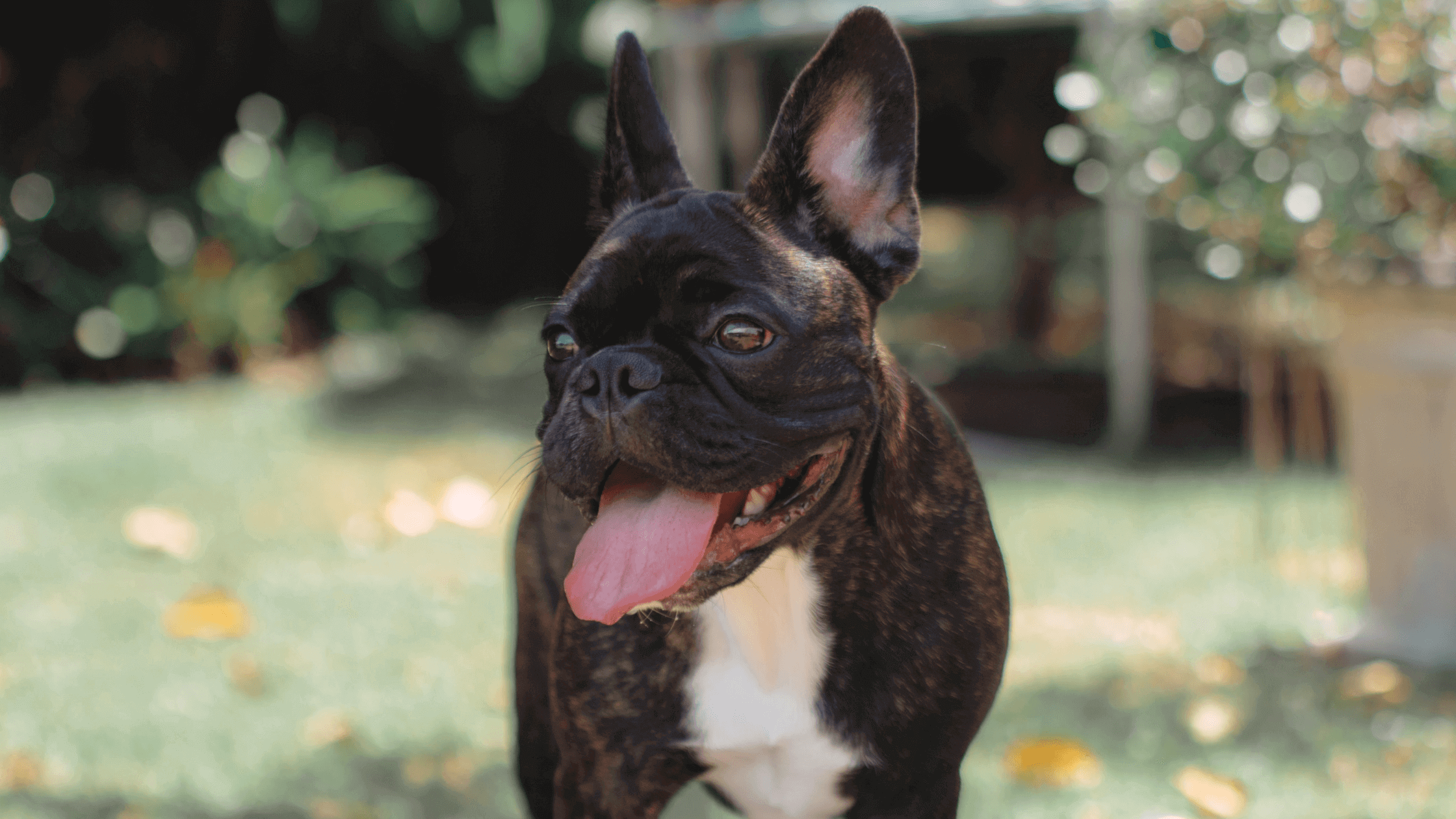 the best fish oil for dogs