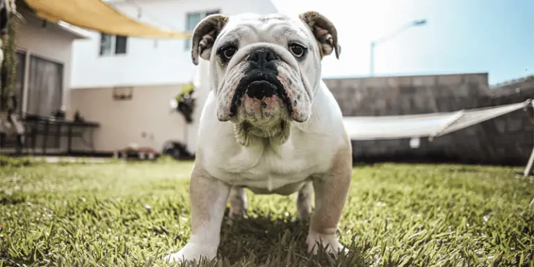 Best Ways to Clean English Bulldog’s Pee