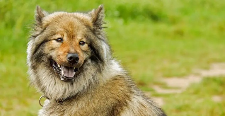 Can A Vaccinated Dog Get Rabies?