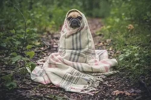 pug dog in blanket - dog flu symptoms