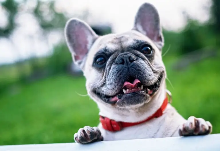 dog insurance for preexisting conditions
