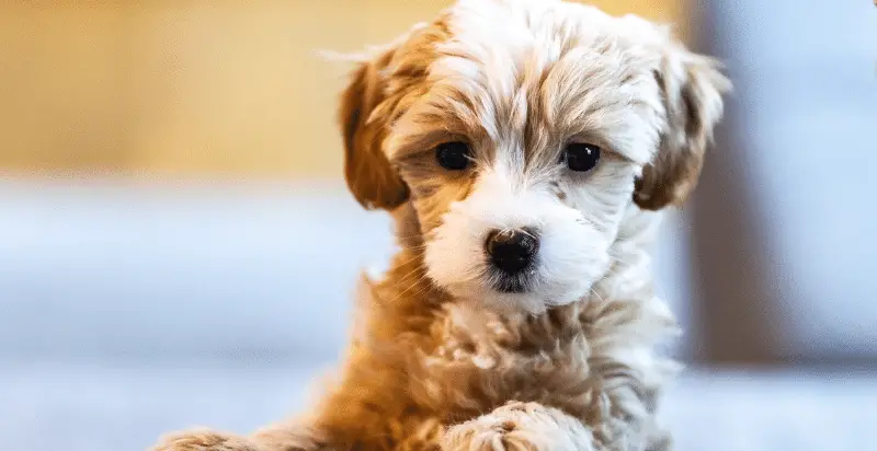 how to discipline a puppy when potty training