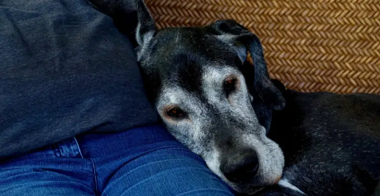 Common Senior Dog Health Problems