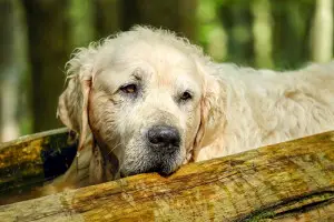 signs that your dog is getting old