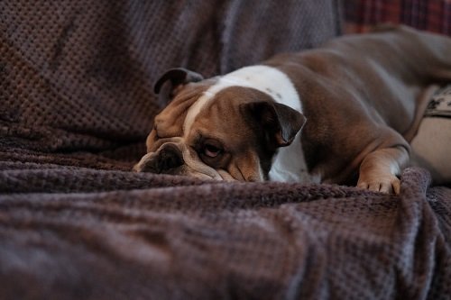 best ways to clean English bulldog pee