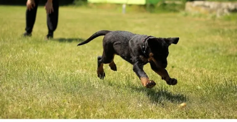 arthritis in dogs