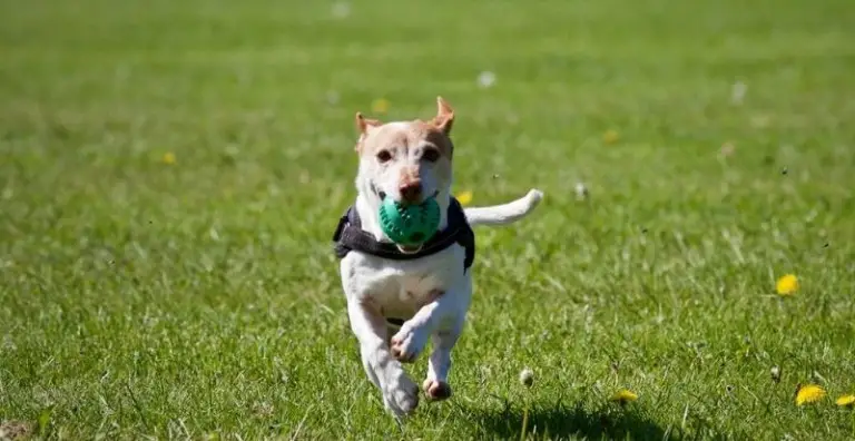 Best Exercises For Dogs: How to Exercise Your Dog to Keep Them Fit?