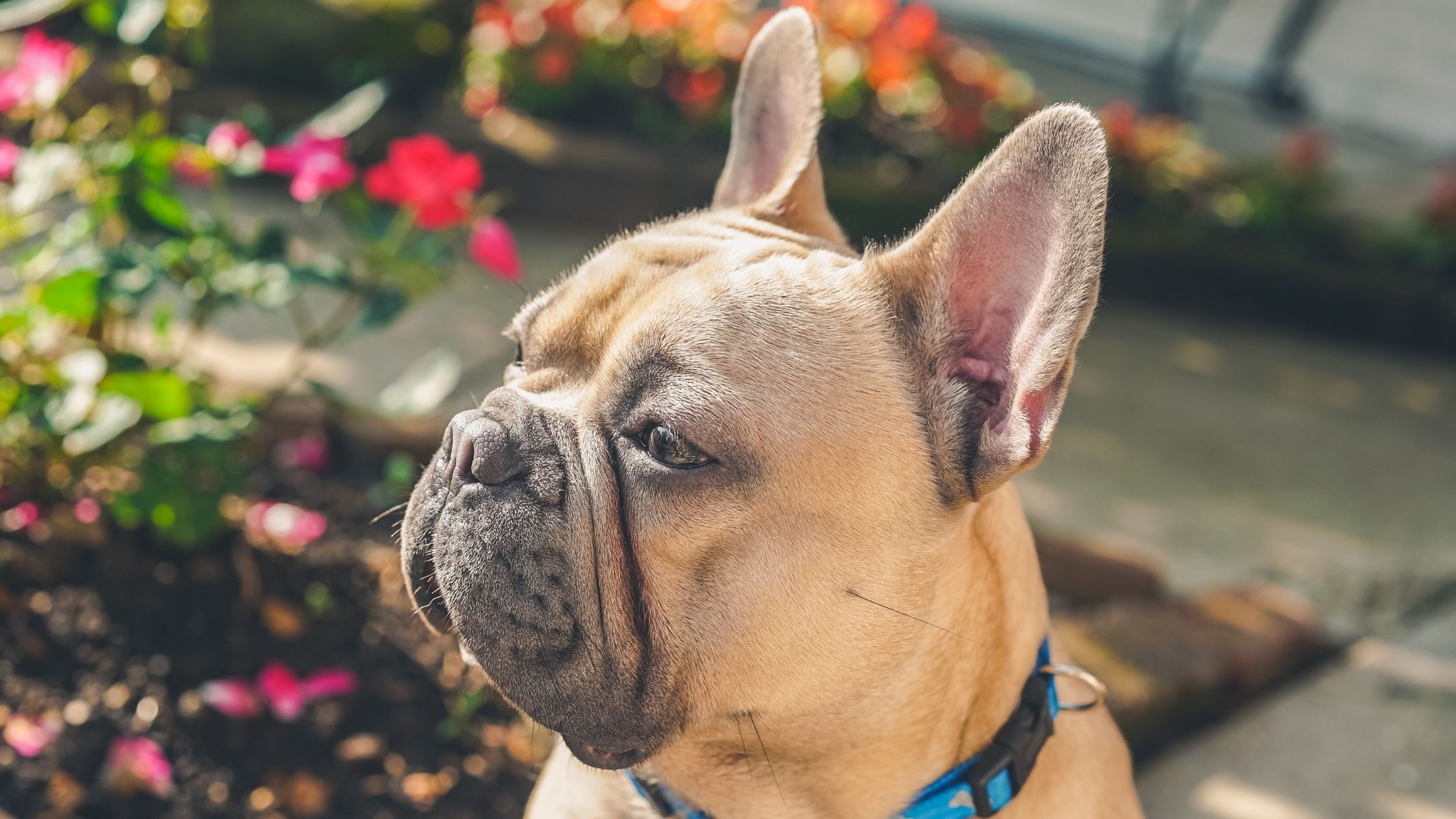 healthiest dog food