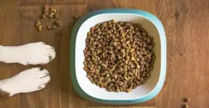 What Should I Feed My Dog