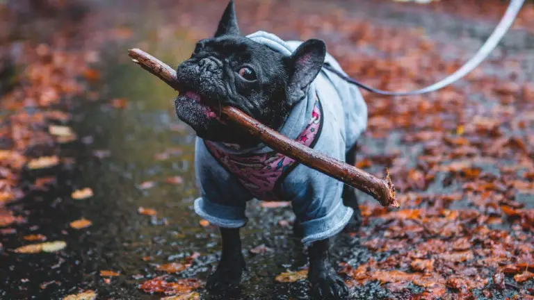 Dog water bottle