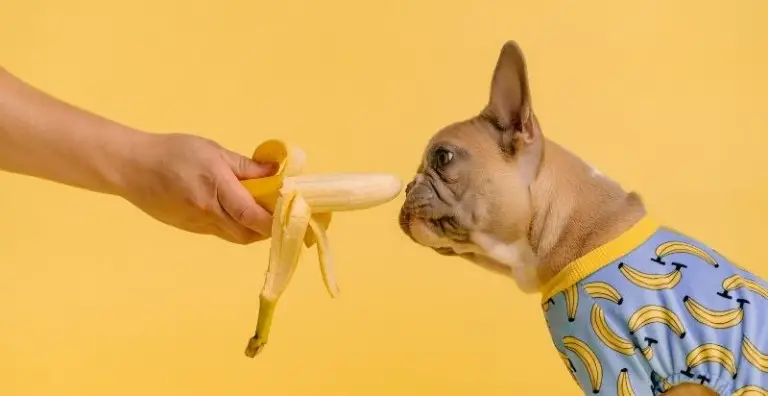 Can Dogs Eat Bananas? Everything You Need to Know!