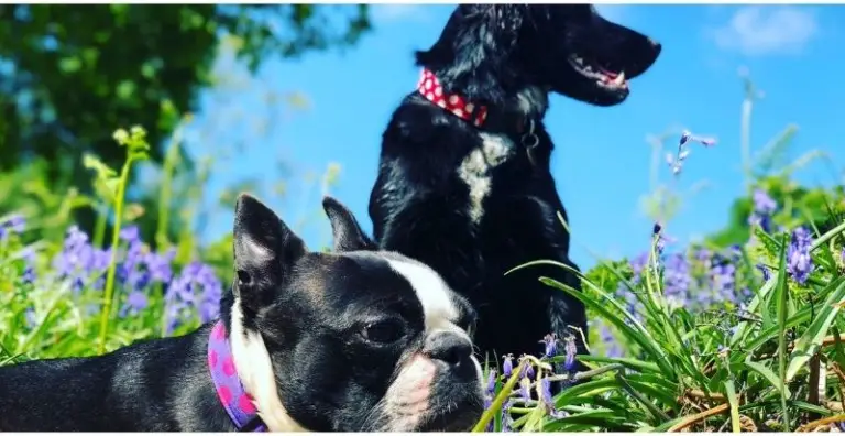 can dogs eat blueberries