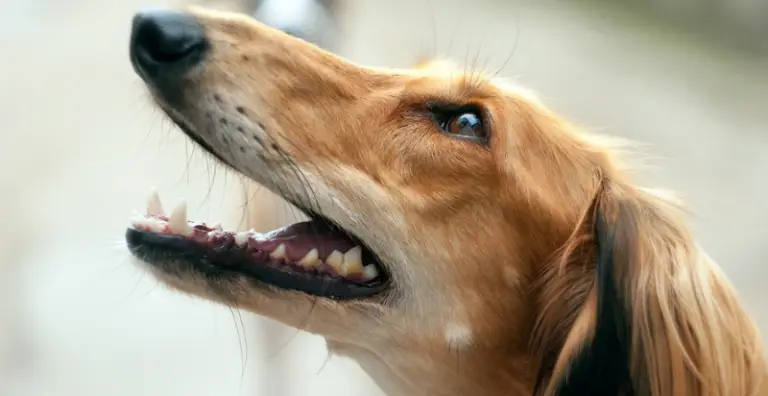 Dog Teeth Cleaning Treats: Reviewing Top 8 and Helpful Tips