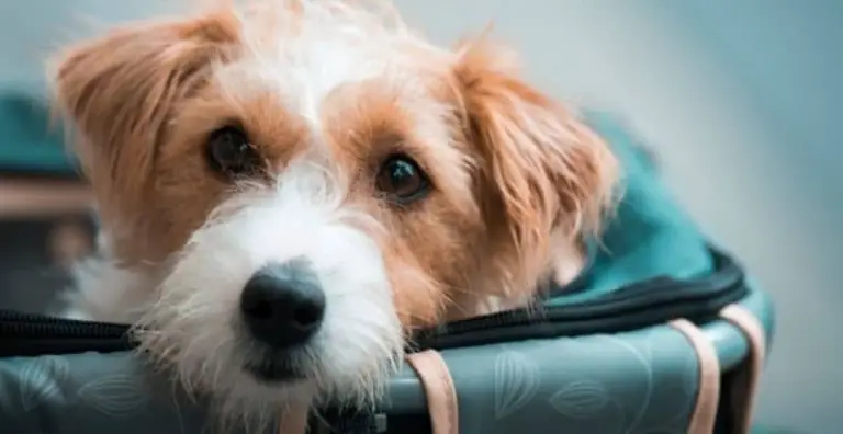How Much Does It Cost to Fly a Dog: What You Need to Know