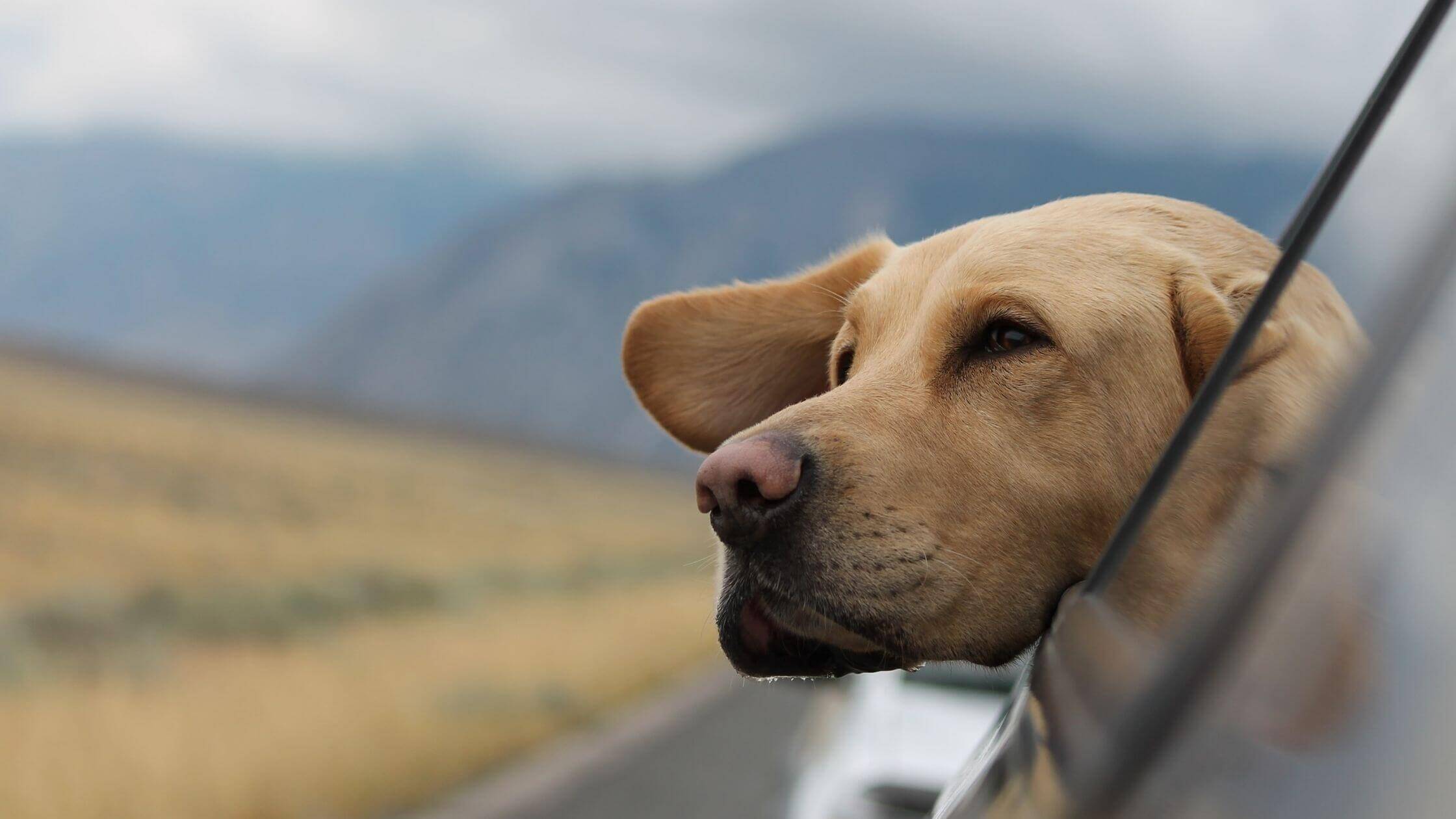 Dog travel bag