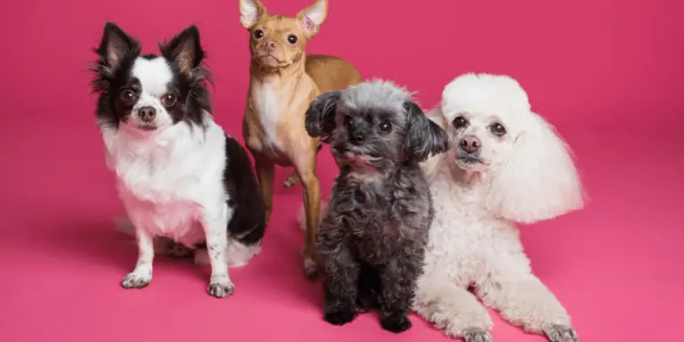 12 Best Dogs for First Time Owners – Which Breed Fits You?