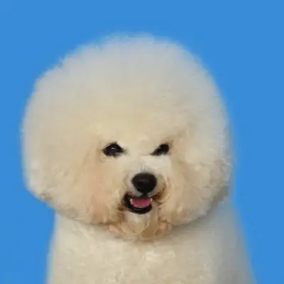 bichon frise