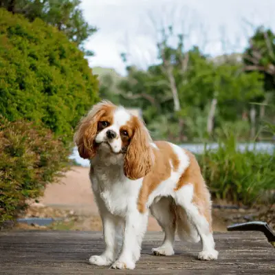 cavalier king charles spaniel