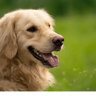 golden retriever 1 12 Best Dogs for First Time Owners