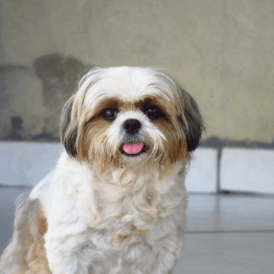 Shih Tzu