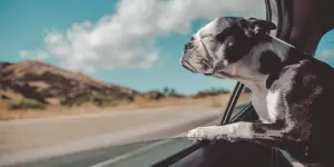 travel with puppies