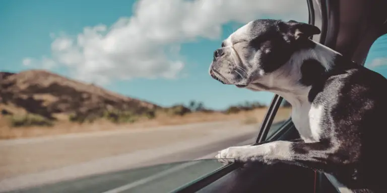 Make Travel With Puppies Smooth & Easy With These Tips!