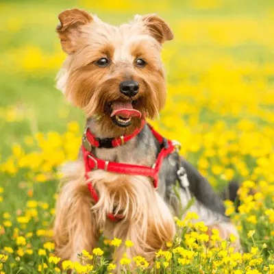 yorkshire terrier