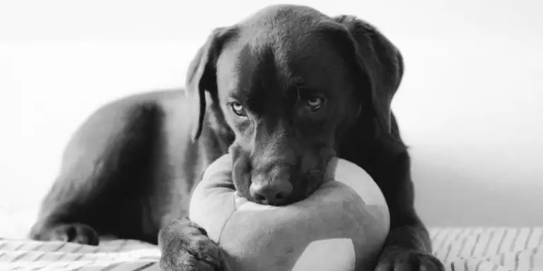 4 Best Dog Separation Anxiety Toys to Calm Your Pet