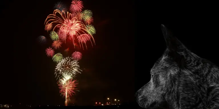 What Can I Give My Dog for Fireworks Anxiety: Get 14 Ways Here!