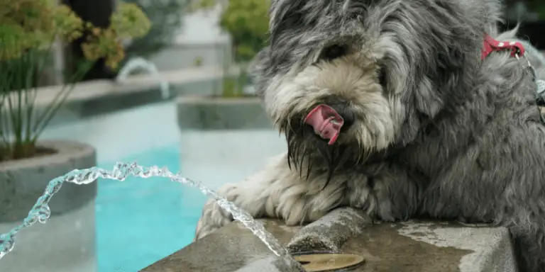 How To Get A Sick Dog To Drink Water: 9 Simple Tips & Tricks