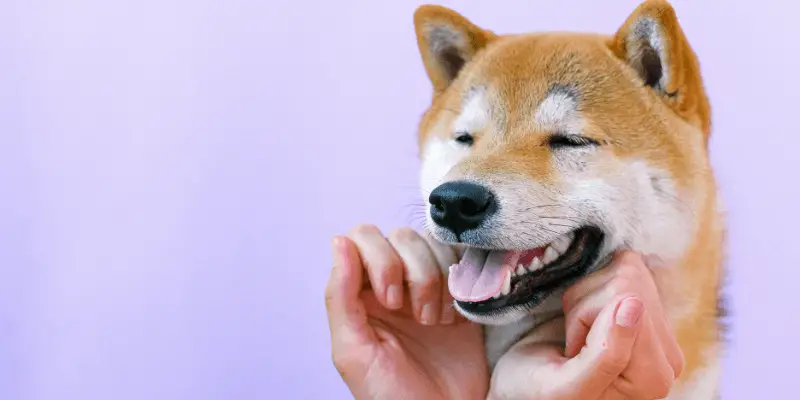 Make a dog vomit with best sale salt