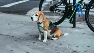 biking with your dog